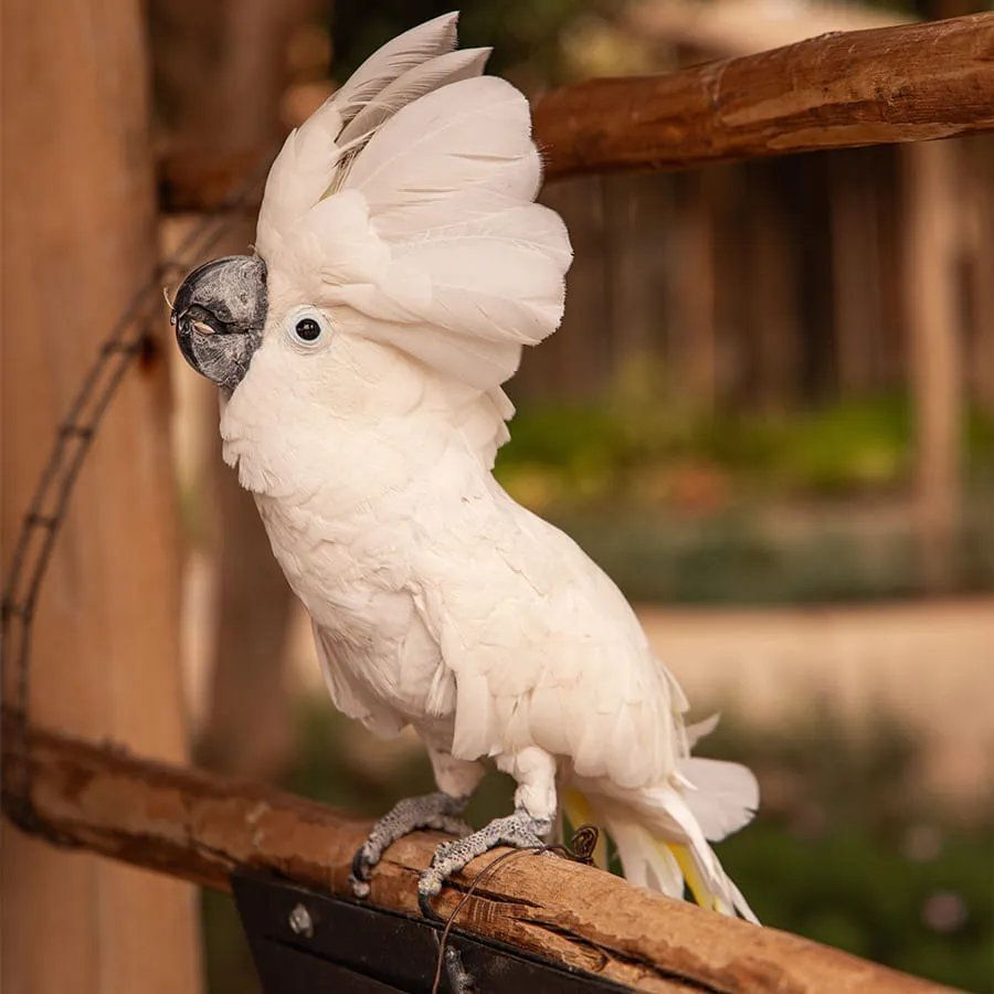 Villate Limoune gardens and animal visit