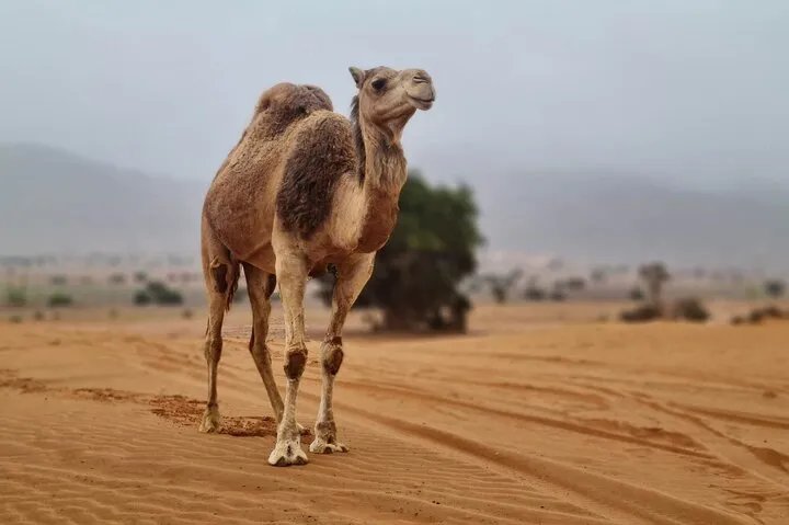 Regional 4x4 outing with a home-cooked tajine — Tour photograph 3