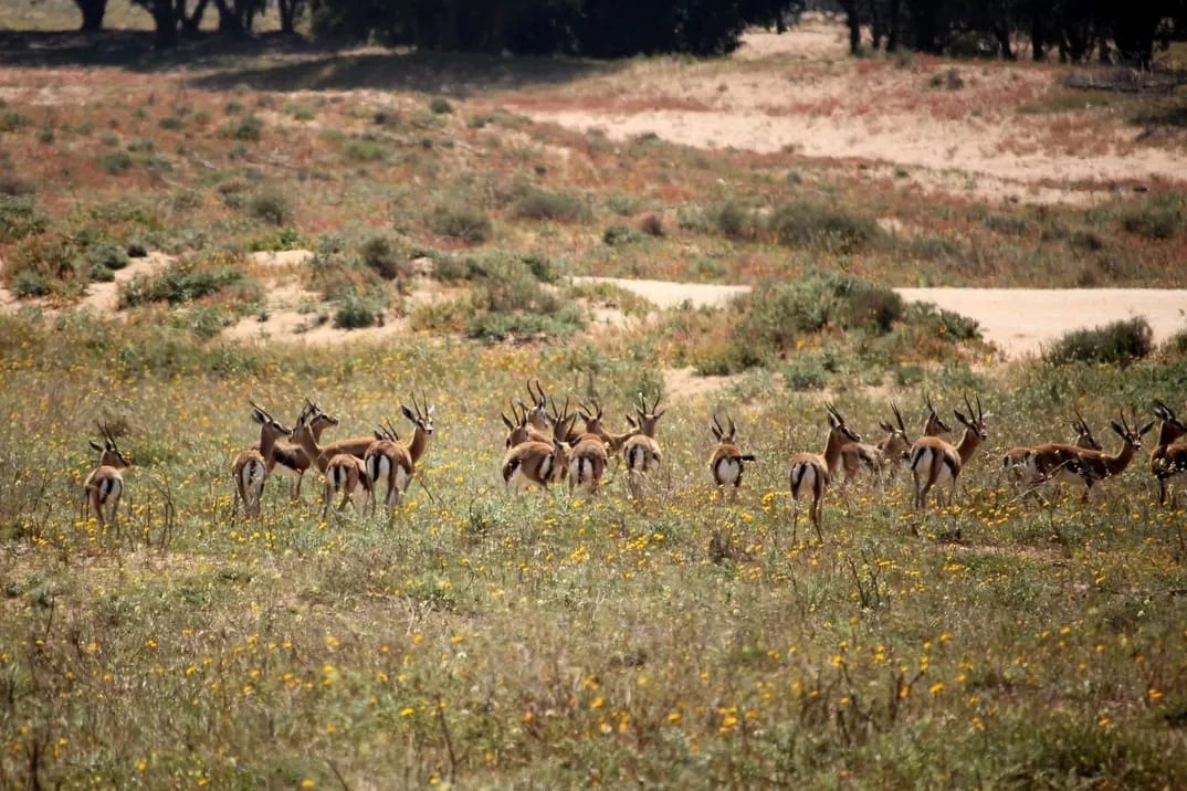 Souss Massa park: guided half-day visit — Tour photograph 2