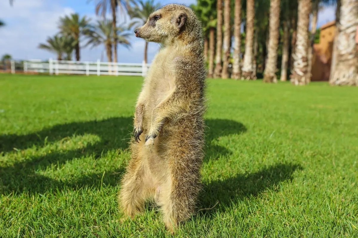 Villate Limoune gardens and animal visit — Tour photograph 3