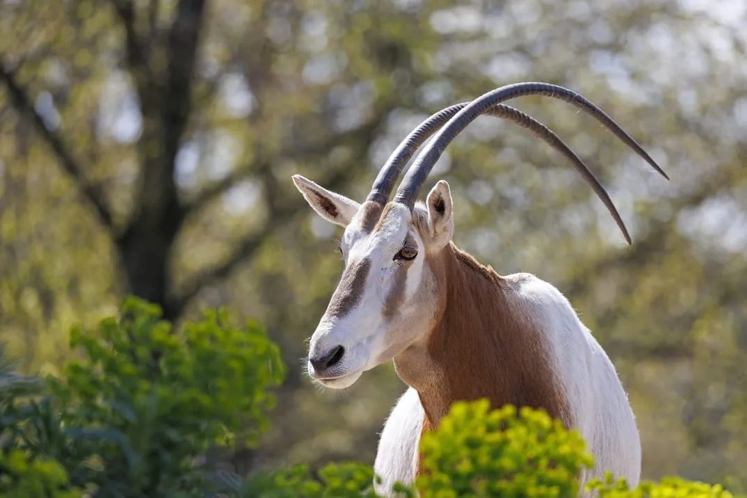 Souss Massa park: guided half-day visit